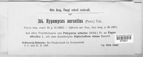 Hypomyces aurantius image